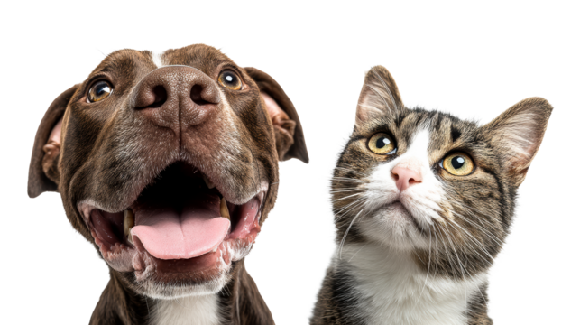 Close-up of dog and cat faces with expressive eyes and playful expressions, cut out transparent