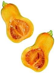 Watercolor illustration of a pumpkin in section. Autumn illustration