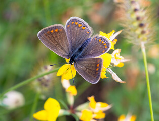 female common blue butterfly polyommatus icarus on lotus corniculatus blossom