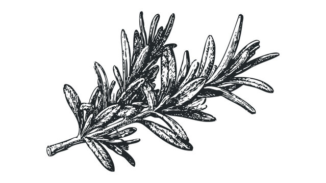 Detailed monochrome etching of a fresh rosemary sprig. Vector hand drawn illustration