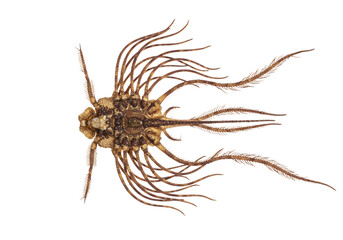 Close-up Dorsal View of a Bristletail Insect Specimen isolated on transparent background