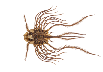 Close-up Dorsal View of a Bristletail Insect Specimen isolated on transparent background