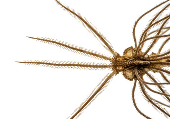 Detailed Close-Up of a Harvestman (Opiliones) Arachnid isolated on transparent background