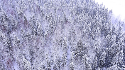 Landscape of nature in a snowy forest, aero photo, top view of a forest in winter
