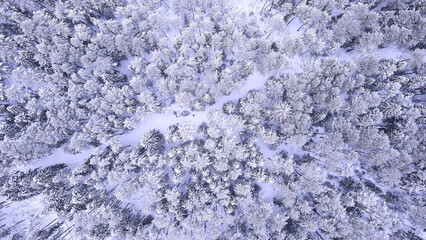 Landscape of nature in a snowy forest, aero photo, top view of a forest in winter