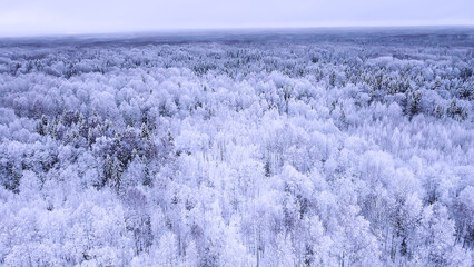 Landscape of nature in a snowy forest, aero photo, top view of a forest in winter