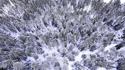 Landscape of nature in a snowy forest, aero photo, top view of a forest in winter