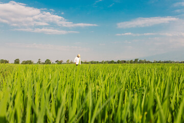 A farmer walks through a lush green rice field while carrying a large sack on his shoulder. The vast paddy field stretches under a bright blue sky with scattered clouds, symbolizing rural life,