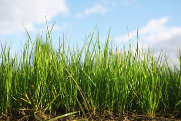 Summer landscape, lush green vegetation and nature.