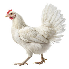 A beautiful white chicken standing gracefully isolated on transparent background