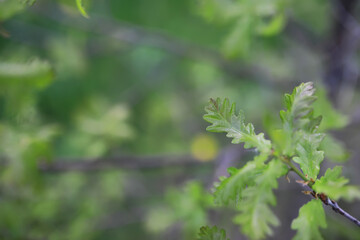 Summer landscape, lush green vegetation and nature.
