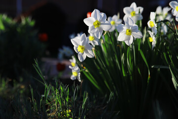 Obraz premium Flowers and plants summer field in sunlight