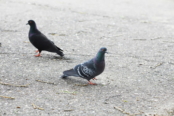 Two Pigeons Walking on Concrete Pavement in Urban Environment