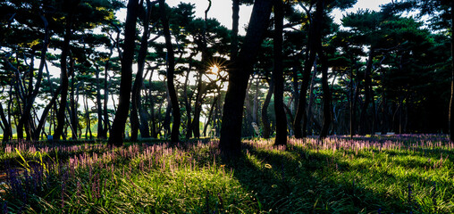 Purple Liriope muscari flowers filling the pine forest of Hwangseong Park in Gyeongju, South Korea on a late summer morning

