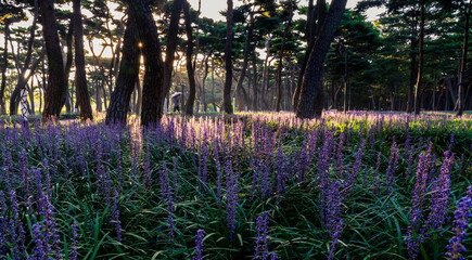 Purple Liriope muscari flowers filling the pine forest of Hwangseong Park in Gyeongju, South Korea on a late summer morning

