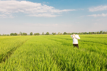 A farmer walks through a lush green rice field while carrying a large sack on his shoulder. The vast paddy field stretches under a bright blue sky with scattered clouds, symbolizing rural life,