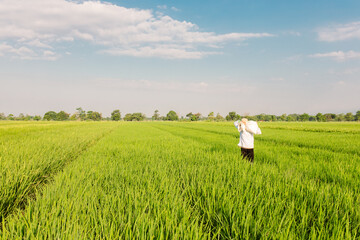A farmer walks through a lush green rice field while carrying a large sack on his shoulder. The vast paddy field stretches under a bright blue sky with scattered clouds, symbolizing rural life,