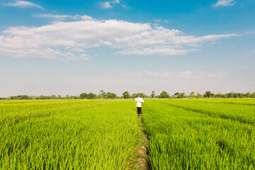 A farmer walks through a lush green rice field while carrying a large sack on his shoulder. The vast paddy field stretches under a bright blue sky with scattered clouds, symbolizing rural life,