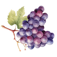 bunch of grapes