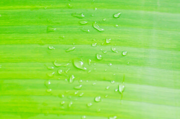 banana leaf or banana plant, banana tree or banana leaf and dew drop