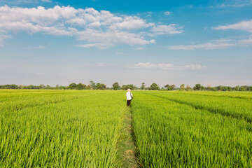 A farmer walks through a lush green rice field while carrying a large sack on his shoulder. The vast paddy field stretches under a bright blue sky with scattered clouds, symbolizing rural life,