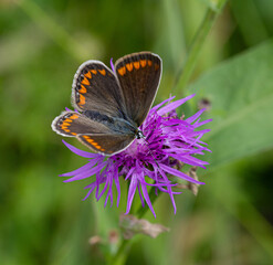 female common blue butterfly polyommatus icarus on centaurea jacea blossom