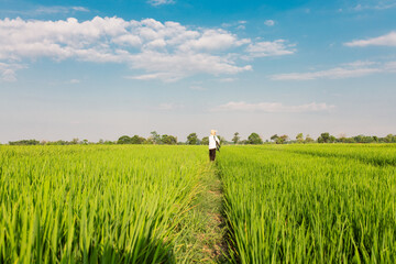 A farmer walks through a lush green rice field while carrying a large sack on his shoulder. The vast paddy field stretches under a bright blue sky with scattered clouds, symbolizing rural life,