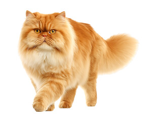 Majestic Orange Persian Cat with Golden Eyes isolated on a transparent background