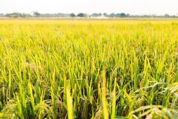 Close-up view of a lush green rice field under sunlight. The image shows healthy rice plants with golden panicles, symbolizing agricultural growth, food security, and rural farming life.