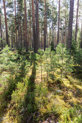 Sunlit Pine Saplings in Forest