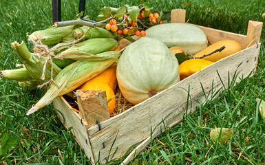 An old wooden box with a harvest of zucchini, corn, apples on a green background