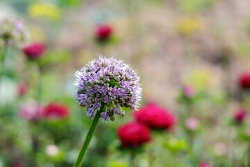 Obraz premium A purple Allium flower head in a garden