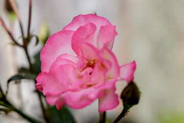 A soft-focus pink rose in a garden