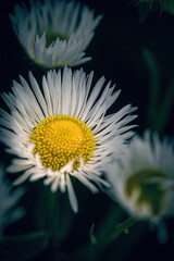Blumen Portraits in Farbe