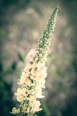 Blumen Portraits in Farbe