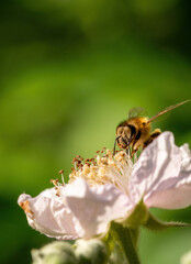 Biene Insekt auf Blume