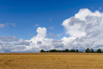 Fototapeta premium Golden Harvested Field Under a Dramatic Sky