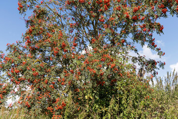 A Rowan Tree Full of Bright Red Berries