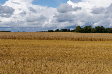 Sunflower Growing by a Rustic Wooden Shed