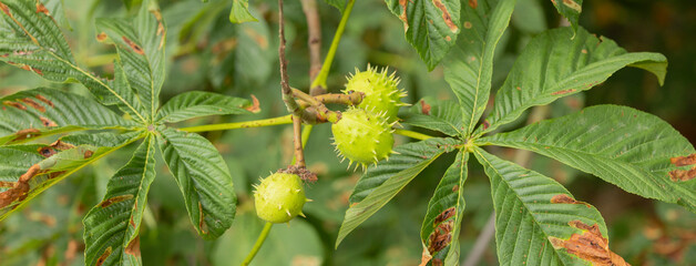 Green Spiky Horse Chestnut Fruits Growing on Branch Among Leaves
