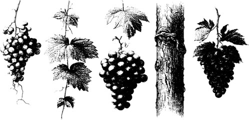 Fototapeta premium Vintage vineyard design elements collection for labels and prints