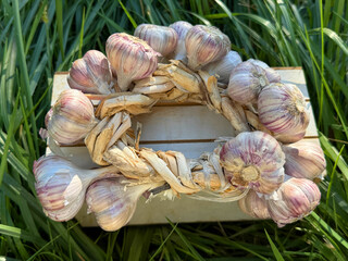 Garlic bulb vegetables with strong smelling and pungent tasting 