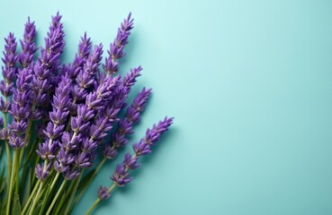 Obraz premium Bunch of vibrant purple lavender flowers with green stems against light teal background. Macro photography captures delicate bloom, natural beauty of aromatic herb, perfect for summer, spring themes.