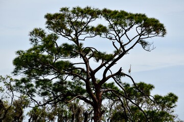 Lone heron bird on a tree branch in a distance.