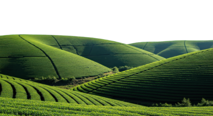 Lush undulating tea terraces showcasing agricultural artistry and peaceful rural scenery in an
