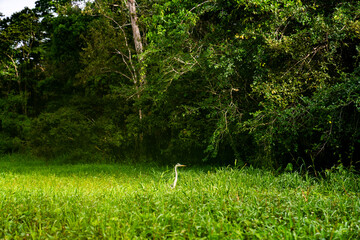 Ein weißer Reiher in hohem Gras am Rande des Amazonas-Regenwaldes