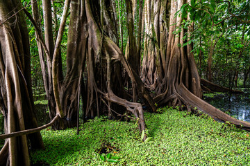 M&auml;chtige Baumwurzeln ragen aus dem &uuml;berfluteten Waldboden des Amazonas Regenwaldes.
