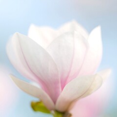 Fototapeta premium Close-up of a delicate pink magnolia flower blossom.
