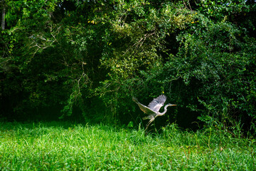 Ein Reiher fliegt mit ausgebreiteten Flügeln über das hohe Gras im Amazonas-Regenwald