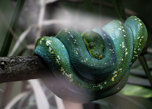 green snake in the tree